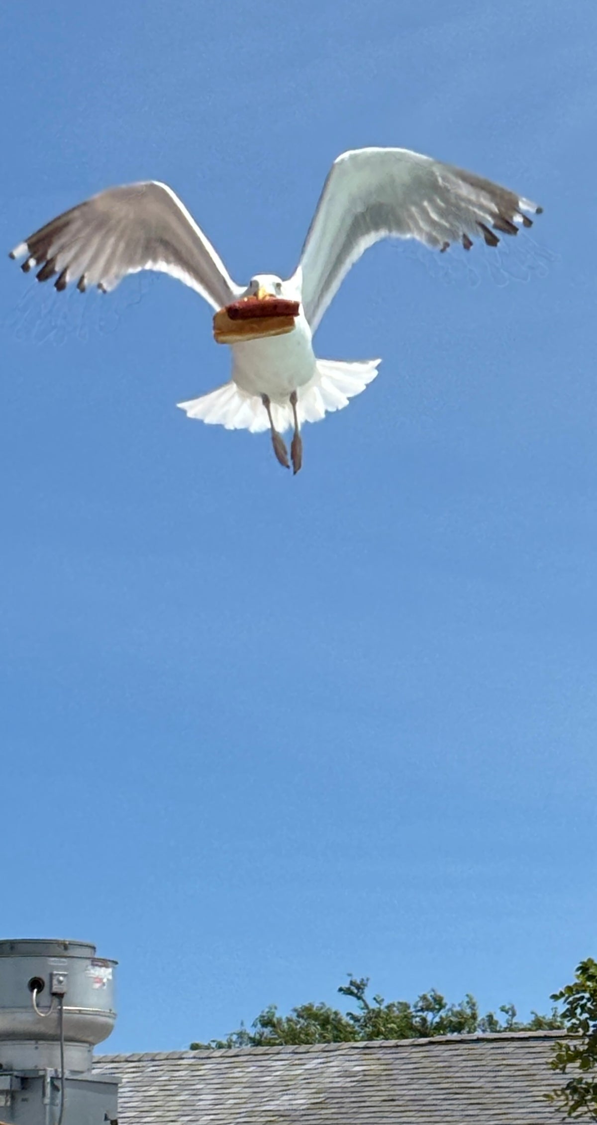 Hot Dog Seagull needleminder